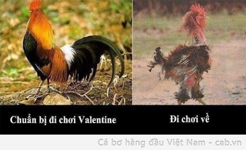 Trước và sau valentine. Thật thê thảm